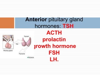 Anterior pituitary gland
hormones: TSH
ACTH
prolactin
growth hormone
FSH
LH.
 