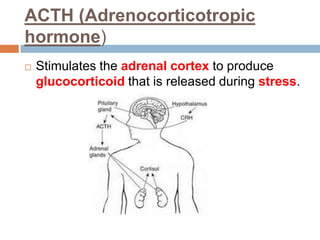 ACTH (Adrenocorticotropic
hormone)
 Stimulates the adrenal cortex to produce
glucocorticoid that is released during stress.
 