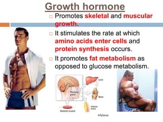 Growth hormone
 Promotes skeletal and muscular
growth.
 It stimulates the rate at which
amino acids enter cells and
protein synthesis occurs.
 It promotes fat metabolism as
opposed to glucose metabolism.
 