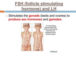FSH (follicle stimulating
hormone) and LH
 Stimulates the gonads (testis and ovaries) to
produce sex hormones and gametes.
 