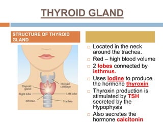 THYROID GLAND
 Located in the neck
around the trachea.
 Red – high blood volume
 2 lobes connected by
isthmus.
 Uses Iodine to produce
the hormone thyroxin
 Thyroxin production is
stimulated by TSH
secreted by the
Hypophysis
 Also secretes the
hormone calcitonin
STRUCTURE OF THYROID
GLAND
 