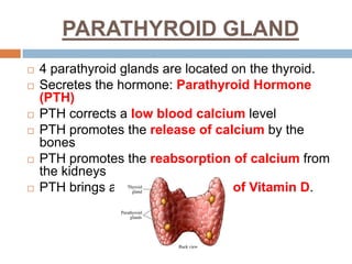 PARATHYROID GLAND
 4 parathyroid glands are located on the thyroid.
 Secretes the hormone: Parathyroid Hormone
(PTH)
 PTH corrects a low blood calcium level
 PTH promotes the release of calcium by the
bones
 PTH promotes the reabsorption of calcium from
the kidneys
 PTH brings about the activation of Vitamin D.
 