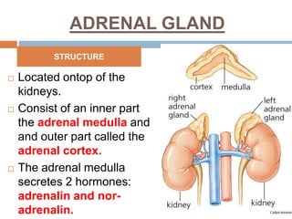 ADRENAL GLAND
 Located ontop of the
kidneys.
 Consist of an inner part
the adrenal medulla and
and outer part called the
adrenal cortex.
 The adrenal medulla
secretes 2 hormones:
adrenalin and nor-
adrenalin.
STRUCTURE
 