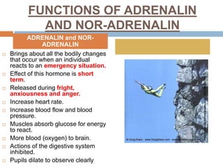 FUNCTIONS OF ADRENALIN
AND NOR-ADRENALIN
 Brings about all the bodily changes
that occur when an individual
reacts to an emergency situation.
 Effect of this hormone is short
term.
 Released during fright,
anxiousness and anger.
 Increase heart rate.
 Increase blood flow and blood
pressure.
 Muscles absorb glucose for energy
to react.
 More blood (oxygen) to brain.
 Actions of the digestive system
inhibited.
 Pupils dilate to observe clearly
ADRENALIN and NOR-
ADRENALIN
 
