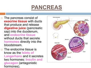 PANCREAS
 The pancreas consist of
exocrine tissue with ducts
that produce and release
digestive juice (pancreatic
sap) into the duodenum,
and endocrine tissue
without ducts that secrete
hormones directly into the
bloodstream.
 The endocrine tissue is
know as the Islets of
Langerhans and it secretes
two hormones: Insulin and
glucagon (antagonistic
hormones).
 