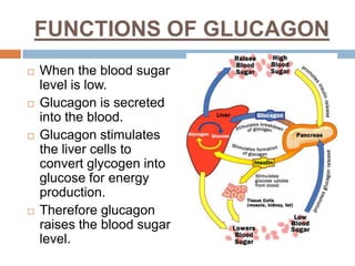 FUNCTIONS OF GLUCAGON
 When the blood sugar
level is low.
 Glucagon is secreted
into the blood.
 Glucagon stimulates
the liver cells to
convert glycogen into
glucose for energy
production.
 Therefore glucagon
raises the blood sugar
level.
 
