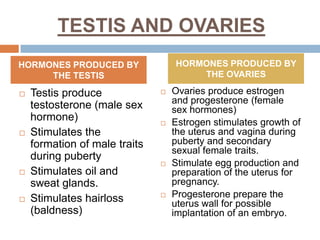 TESTIS AND OVARIES
 Testis produce
testosterone (male sex
hormone)
 Stimulates the
formation of male traits
during puberty
 Stimulates oil and
sweat glands.
 Stimulates hairloss
(baldness)
 Ovaries produce estrogen
and progesterone (female
sex hormones)
 Estrogen stimulates growth of
the uterus and vagina during
puberty and secondary
sexual female traits.
 Stimulate egg production and
preparation of the uterus for
pregnancy.
 Progesterone prepare the
uterus wall for possible
implantation of an embryo.
HORMONES PRODUCED BY
THE TESTIS
HORMONES PRODUCED BY
THE OVARIES
 