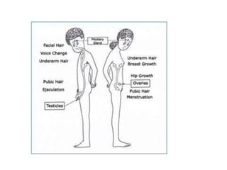 Endocrine glands