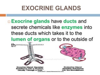 EXOCRINE GLANDS
 Exocrine glands have ducts and
secrete chemicals like enzymes into
these ducts which takes it to the
lumen of organs or to the outside of
the body.
 