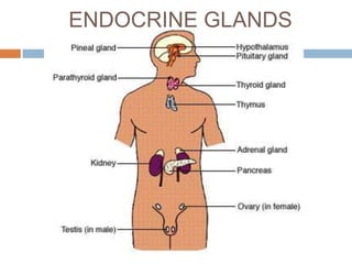 ENDOCRINE GLANDS
 