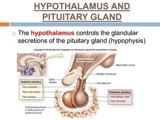 HYPOTHALAMUS AND
PITUITARY GLAND
 The hypothalamus controls the glandular
secretions of the pituitary gland (hypophysis)
 
