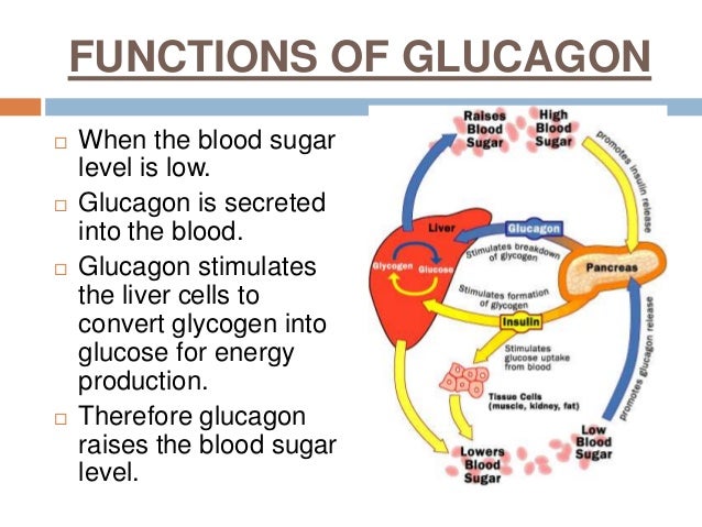 Endocrine glands