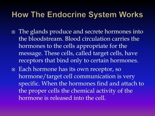 



The glands produce and secrete hormones into
the bloodstream. Blood circulation carries the
hormones to the cells appropriate for the
message. These cells, called target cells, have
receptors that bind only to certain hormones.
Each hormone has its own receptor, so
hormone/target cell communication is very
specific. When the hormones find and attach to
the proper cells the chemical activity of the
hormone is released into the cell.

 