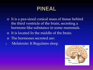 



1.

It is a pea-sized conical mass of tissue behind
the third ventricle of the brain, secreting a
hormone-like substance in some mammals.
It is located In the middle of the brain.
The hormones secreted are:
Melatonin: It Regulates sleep.

 