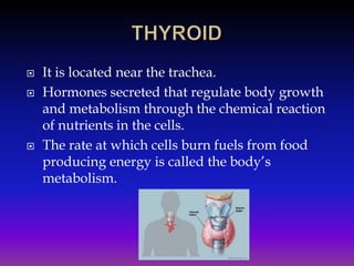 




It is located near the trachea.
Hormones secreted that regulate body growth
and metabolism through the chemical reaction
of nutrients in the cells.
The rate at which cells burn fuels from food
producing energy is called the body’s
metabolism.

 