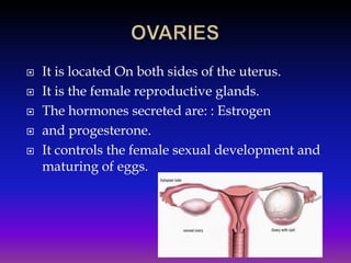 





It is located On both sides of the uterus.
It is the female reproductive glands.
The hormones secreted are: : Estrogen
and progesterone.
It controls the female sexual development and
maturing of eggs.

 