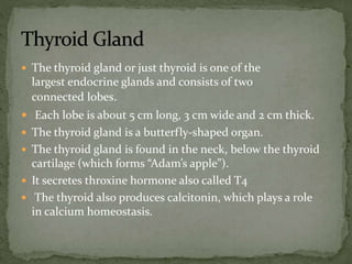  The thyroid gland or just thyroid is one of the
largest endocrine glands and consists of two
connected lobes.
 Each lobe is about 5 cm long, 3 cm wide and 2 cm thick.
 The thyroid gland is a butterfly-shaped organ.
 The thyroid gland is found in the neck, below the thyroid
cartilage (which forms “Adam’s apple”).
 It secretes throxine hormone also called T4
 The thyroid also produces calcitonin, which plays a role
in calcium homeostasis.
 