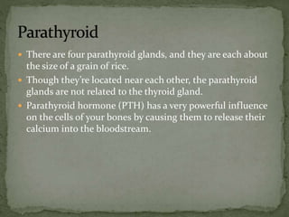  There are four parathyroid glands, and they are each about
the size of a grain of rice.
 Though they’re located near each other, the parathyroid
glands are not related to the thyroid gland.
 Parathyroid hormone (PTH) has a very powerful influence
on the cells of your bones by causing them to release their
calcium into the bloodstream.
 