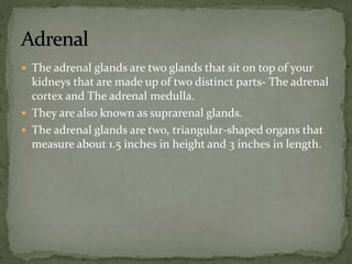  The adrenal glands are two glands that sit on top of your
kidneys that are made up of two distinct parts- The adrenal
cortex and The adrenal medulla.
 They are also known as suprarenal glands.
 The adrenal glands are two, triangular-shaped organs that
measure about 1.5 inches in height and 3 inches in length.
 