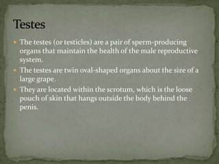  The testes (or testicles) are a pair of sperm-producing
organs that maintain the health of the male reproductive
system.
 The testes are twin oval-shaped organs about the size of a
large grape.
 They are located within the scrotum, which is the loose
pouch of skin that hangs outside the body behind the
penis.
 