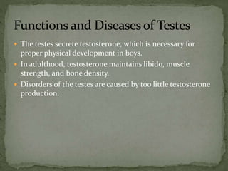  The testes secrete testosterone, which is necessary for
proper physical development in boys.
 In adulthood, testosterone maintains libido, muscle
strength, and bone density.
 Disorders of the testes are caused by too little testosterone
production.
 