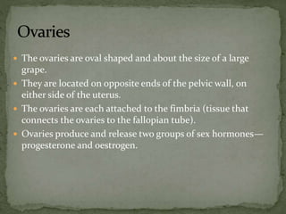  The ovaries are oval shaped and about the size of a large
grape.
 They are located on opposite ends of the pelvic wall, on
either side of the uterus.
 The ovaries are each attached to the fimbria (tissue that
connects the ovaries to the fallopian tube).
 Ovaries produce and release two groups of sex hormones—
progesterone and oestrogen.
 