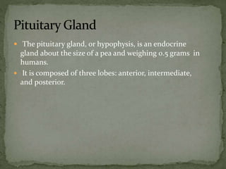  The pituitary gland, or hypophysis, is an endocrine
gland about the size of a pea and weighing 0.5 grams in
humans.
 It is composed of three lobes: anterior, intermediate,
and posterior.
 