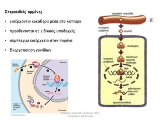 Στεροειδείς ορμόνες 
• εισέρχονται ελεύθερα μέσα στο κύτταρο 
• προσδένονται σε ειδικούς υποδοχείς 
• σύμπλεγμα εισέρχεται στον πυρήνα 
• Ενεργοποίηση γονιδίων 
Δημήτρης Καρατζάς, Βιολόγος, MSc, 
Υποψήφιος Διδάκτορας 
 