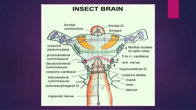 Endocrine glands of insects
