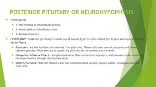 POSTERIOR PITUITARY OR NEUROHYPOPHYSIS
 three parts:
 1. Pars nervosa or infundibular process
 2. Neural stalk or infundibular stem
 3. Median eminence.
 HISTOLOGY: Posterior pituitary is made up of neural type of cells called pituicytes and unmyelinated
nerve fibers.
 Pituicytes: are the fusiform cells derived from glial cells. These cells have several processes and brown
pigment granules. Pituicytes act as supporting cells and do not secrete any hormone.
 Unmyelinated Nerve Fibers: Unmyelinated nerve fibers come from supraoptic and paraventricular nuclei of
the hypothalamus through the pituitary stalk.
 Other Structures: Posterior pituitary also has numerous blood vessels, hyaline bodies, neuroglial cells and
mast cells.
 