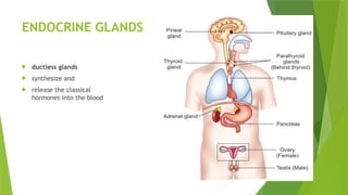 ENDOCRINE GLANDS
 ductless glands
 synthesize and
 release the classical
hormones into the blood
 