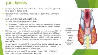 parathyroids
 four parathyroid glands, situated on the posterior surface of upper and
lower poles of thyroid gland.
 very small in size, 6 mm long, 3 mm wide and 2 mm thick, dark brown
colored.
 made up of chief cells and oxyphil cells.
 Chief cells secrete parathormone (PTH).
 Oxyphil cells : degenerated chief cells, these cells may secrete PTH during
pathological condition called parathyroid adenoma. The number of oxyphil
cells increases after puberty.
 PTH: secreted by the chief cells, essential for the maintenance of blood
calcium level within a very narrow critical level. Maintenance of blood
calcium level is necessary because calcium is an important inorganic ion
for many physiological functions. 84 amino acids. Its molecular weight is
9,500, half-life of 10 minutes, synthesized from the precursor called
prepro-PTH
 Sixty to seventy percent of PTH is degraded by Kupffer cells of liver, by
means of proteolysis. Degradation of about 20% to 30% PTH occurs in
kidneys and to a lesser extent in other organs.
 Parathormone receptors (PTH receptors): three PTHR1, PTHR2 and
PTHR3, which are G protein coupled receptors
 
