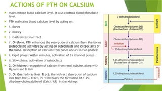 ACTIONS OF PTH ON CALSIUM
 maintenance blood calcium level. It also controls blood phosphate
level.
 PTH maintains blood calcium level by acting on:
 1. Bones
 2. Kidney
 3. Gastrointestinal tract.
 1. On Bone: PTH enhances the resorption of calcium from the bones
(osteoclastic activity) by acting on osteoblasts and osteoclasts of
the bone. Resorption of calcium from bones occurs in two phases:
 i. Rapid phase: Within minutes, activation of Ca channel pumps
 ii. Slow phase: activation of osteoclasts
 2. On kidney: resorption of calcium from renal tubules along with
Mg ions and H ions
 3. On Gastrointestinal Tract: the indirect absorption of calcium
ions from the GI tract, PTH increases the formation of 1,25-
dihydroxycholecalciferol (Calcitriol) in the kidneys
 