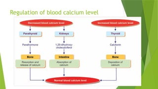 Regulation of blood calcium level
 
