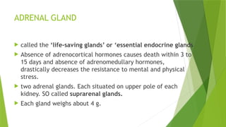 ADRENAL GLAND
 called the ‘life-saving glands’ or ‘essential endocrine glands
 Absence of adrenocortical hormones causes death within 3 to
15 days and absence of adrenomedullary hormones,
drastically decreases the resistance to mental and physical
stress.
 two adrenal glands. Each situated on upper pole of each
kidney. SO called suprarenal glands.
 Each gland weighs about 4 g.
 