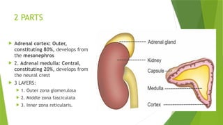 2 PARTS
 Adrenal cortex: Outer,
constituting 80%, develops from
the mesonephros
 2. Adrenal medulla: Central,
constituting 20%, develops from
the neural crest
 3 LAYERS:
 1. Outer zona glomerulosa
 2. Middle zona fasciculata
 3. Inner zona reticularis.
 