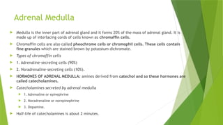 Adrenal Medulla
 Medulla is the inner part of adrenal gland and it forms 20% of the mass of adrenal gland. It is
made up of interlacing cords of cells known as chromaffin cells.
 Chromaffin cells are also called pheochrome cells or chromophil cells. These cells contain
fine granules which are stained brown by potassium dichromate.
 Types of chromaffin cells
 1. Adrenaline-secreting cells (90%)
 2. Noradrenaline-secreting cells (10%).
 HORMONES OF ADRENAL MEDULLA: amines derived from catechol and so these hormones are
called catecholamines.
 Catecholamines secreted by adrenal medulla
 1. Adrenaline or epinephrine
 2. Noradrenaline or norepinephrine
 3. Dopamine.
 Half-life of catecholamines is about 2 minutes.
 