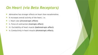 On Heart (via Beta Receptors)
 Adrenaline has stronger effects on heart than noradrenaline.
 It increases overall activity of the heart, i.e.
 i. Heart rate (chronotropic effect)
 ii. Force of contraction (inotropic effect)
 iii. Excitability of heart muscle (bathmotropic effect)
 iv. Conductivity in heart muscle (dromotropic effect).
 