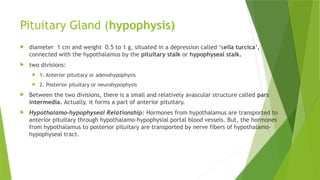 Pituitary Gland (hypophysis)
 diameter 1 cm and weight 0.5 to 1 g, situated in a depression called ‘sella turcica’,
connected with the hypothalamus by the pituitary stalk or hypophyseal stalk.
 two divisions:
 1. Anterior pituitary or adenohypophysis
 2. Posterior pituitary or neurohypophysis
 Between the two divisions, there is a small and relatively avascular structure called pars
intermedia. Actually, it forms a part of anterior pituitary.
 Hypothalamo-hypophyseal Relationship: Hormones from hypothalamus are transported to
anterior pituitary through hypothalamo-hypophysial portal blood vessels. But, the hormones
from hypothalamus to posterior pituitary are transported by nerve fibers of hypothalamo-
hypophyseal tract.
 