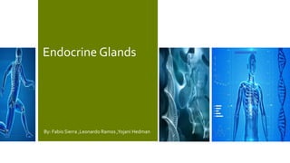 Endocrine Glands
By: Fabio Sierra ,Leonardo Ramos ,Yojani Hedman
 