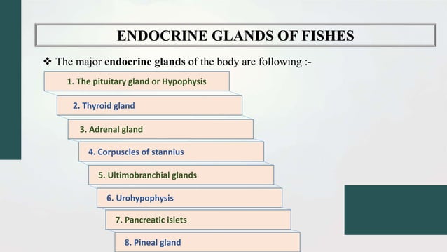 Endocrine glands in fish, hormones, structure and function of the neuro ...