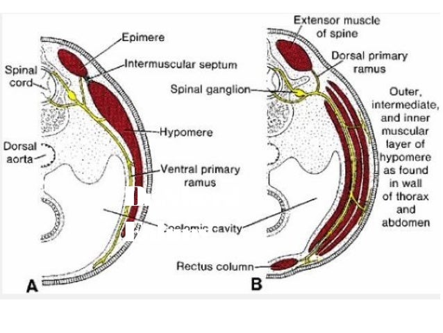 development of skeletal muscles and limbs