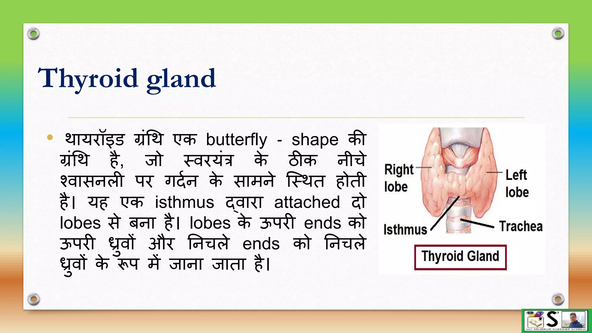 Endocrine glands part 1 hindi | PPTX