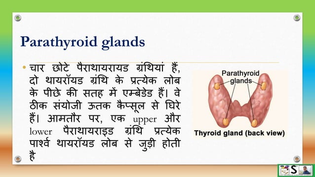 Endocrine glands part 1 hindi | PPTX