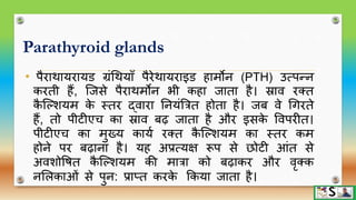 Endocrine Glands Diagram In Hindi
