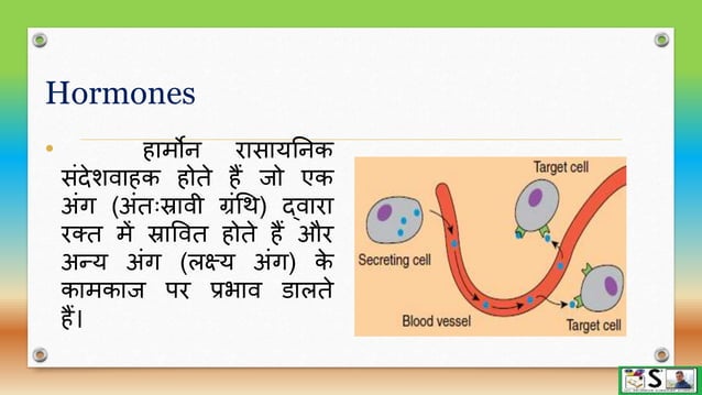 Endocrine glands part 1 hindi | PPTX