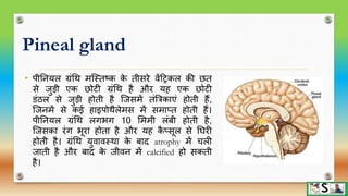 Endocrine Glands Diagram In Hindi