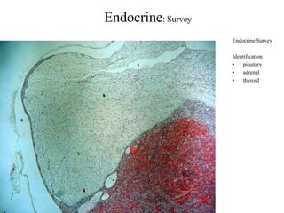 Endocrine Histology | PPSX