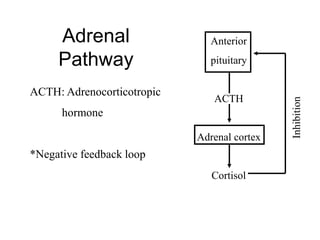 Adrenal
Pathway
Anterior
pituitary
ACTH
Adrenal cortex
Cortisol
ACTH: Adrenocorticotropic
hormone
*Negative feedback loop
Inhibition
 