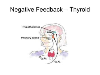 Negative Feedback – Thyroid
 